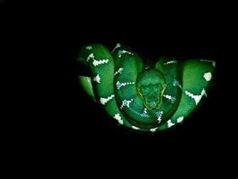Cool And Funny Snake Wallpaper Part Two All About