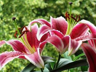 Stargazer Lily Wallpaper