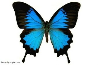Gallery For Cool Butterfly Background