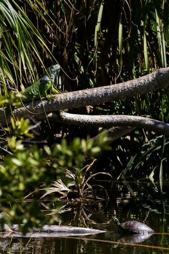 Prehistoric Jungle By Cyclicalcore