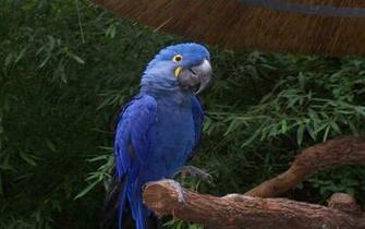HD Hyacinth Macaw Wallpaper