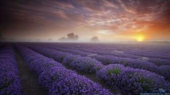 Lost In The Lavender
