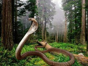 King Cobra Wallpaper Computer