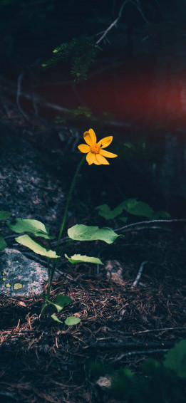 Dark Nature Wallpaper