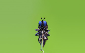 Insect HD Wallpaper And