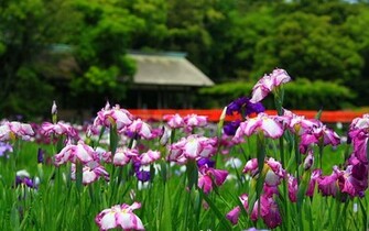 Wallpaper Iris Flower Out Door