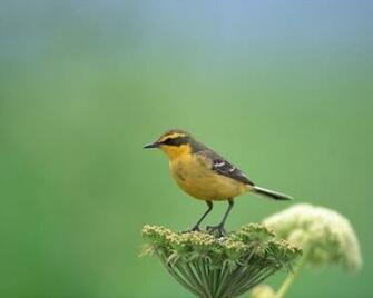 Pictures Image And Photos Birds Screensaver