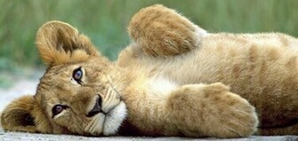 Lion Cubs Image Cute Cub Wallpaper Photos