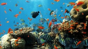 Home Underwater HD Wallpaper