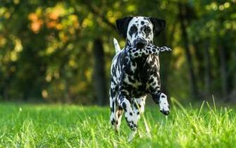 Dalmatian Dog Wallpaper HD Nu