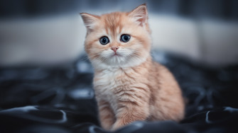 Cute Kitten Image HD Wallpaper