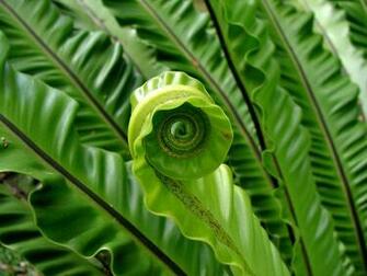 Green Curl Stock Photos Rgbstock Image Tacluda