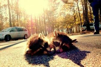 Coon Hunting Search Pictures Photos