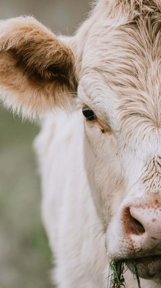 Be Unique And Stand Out With The Cow iPhone Wallpaper