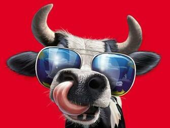 Funny Cow Wallpaper Image
