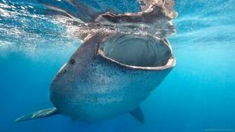 Huge Jaws Picture For iPhone Blackberry iPad Whalee With