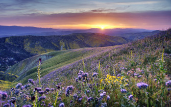 Spring Flower Field Wallpaper