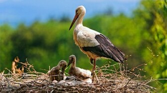 Stork Family Wallpaper HDwallpaperets