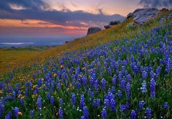 Everything S Better With Blue Bonnets On It Pixdaus