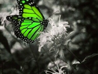 Green Butterfly Wallpaper Screensaver Pre Id