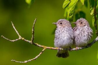 Two Gray Birds On A Branch Wallpaper