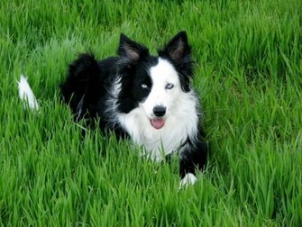 Border Collie Dog Maggie Animals Dogs HD Desktop Wallpaper