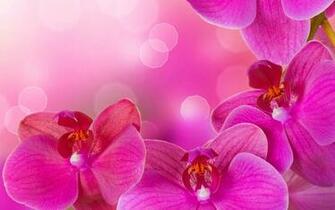Best Orchid Background Flowers