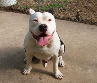 Pics Photos American Pit Bull Terrier Dogs Wallpaper