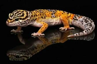 Leopard Geckos Life Span Wallpaper Hope Elephants