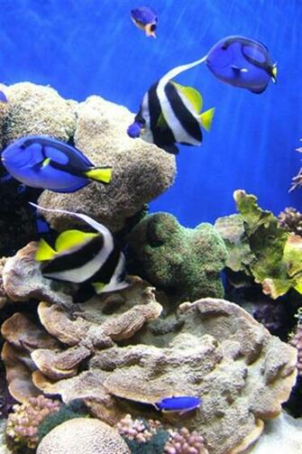 Salt Water Animal iPhone Wallpaper S 3g