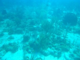 Ocean Floor Wallpaper Title