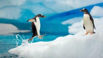 Baby Penguin Wallpaper