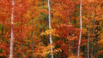 Fall Computer Wallpaper Desktop Background Id