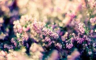 Top Flowers Desktop Background Pretty Hqfx