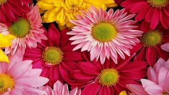 Pink Gerbera Daisy Wallpaper Flower