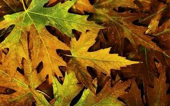 Fallen Autumn Leaves Desktop Wallpaper Background