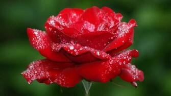 Beautiful Rose Flowers Wallpaper HD For Walls Mobile Phone