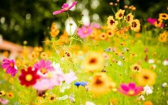 Vivid Flowers Wallpaper HD