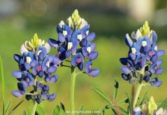 Urban Bluebonnets Memorial Park