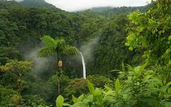 Forest Jungle Quotes