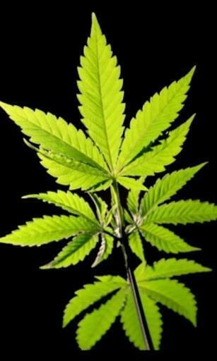 Weed Live Wallpaper S Jpg