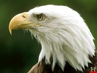 Amazing High Resolution Wild Eagle Face HD Wallpaper E Entertainment