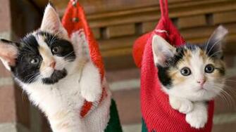 Baby Cats Wallpaper
