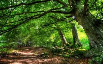Trippy Forest Wallpaper Image