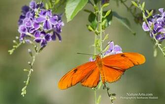 Nature Wallpaper Butterfly Julia Image Desktop