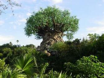 Animal Kingdom Tree Of Life Desktop Wallpaper X