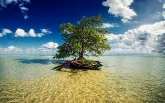 Wallpaper Mayan Riviera Mexico Sea Tree Landscapes