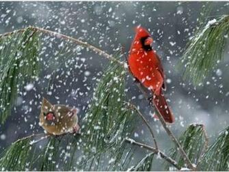 Bird Wallpaper Which Is Under The Birds