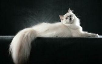 Ragdoll Cat HD Wallpaper Background Image Id