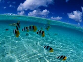 Fish HD Wallpaper Tags Underwater Description